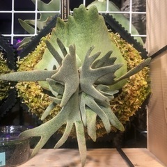 ビカクシダ　5種　追加　ちょいいいものも