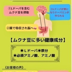 岡山県産ムクナ豆500gの画像