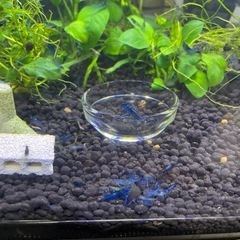 ブルーシュリンプ3の画像