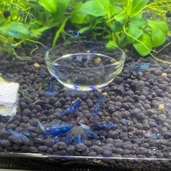 ブルーシュリンプ3の画像