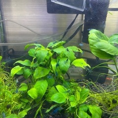 ブルーシュリンプ3の画像