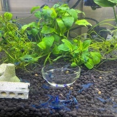 ブルーシュリンプ3の画像