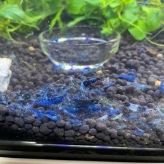 ブルーシュリンプ4の画像