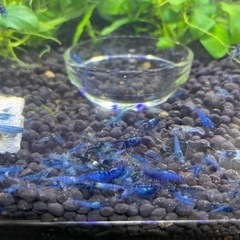 ブルーシュリンプ4の画像