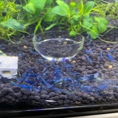 ブルーシュリンプ4の画像