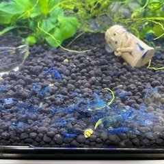 ブルーシュリンプ4の画像