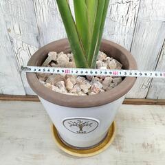 ストレリチア オーガスタ　観葉植物