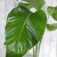 ストレリチア オーガスタ　観葉植物