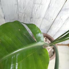 ストレリチア オーガスタ　観葉植物