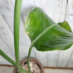 ストレリチア オーガスタ　観葉植物
