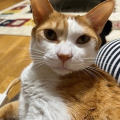 里親募集4歳くらいのオス猫ちゃんです