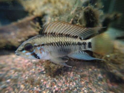 アピストグラマ・ビエジタF1（マナカシアス産）幼魚　5匹　残り1です。