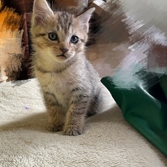 子猫２匹　生後１〜２ヶ月　里親募集