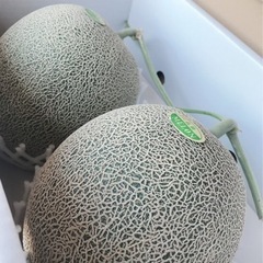 【秀品】肥後グリーンメロン