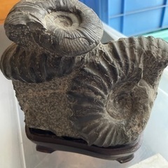 化石　取引中の画像