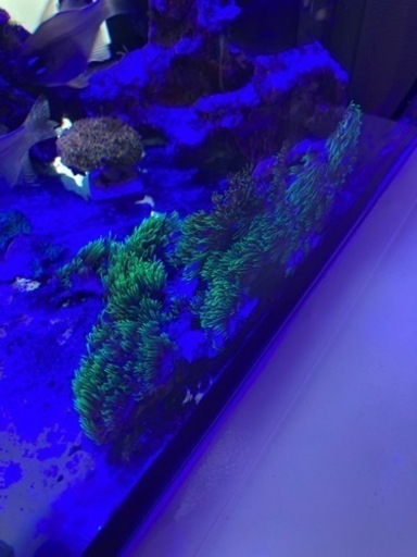 サンゴ　スターポリプ群体