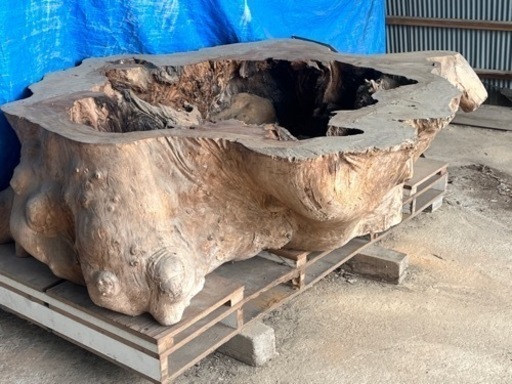 木の根　引き取りに来てくれるかた限定