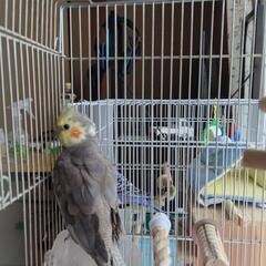 オカメインコ