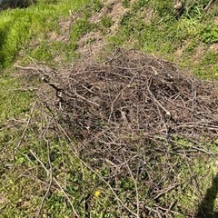 雑木の枝　薪としては細め　キャンプなどにいかがの画像