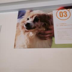 犬用品　ペットグッズ　ポメラニアン　小型犬