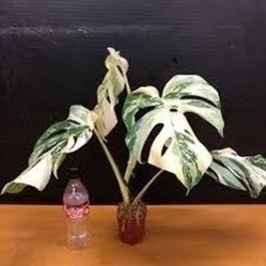 斑入りモンステラ　モンステラホワイトタイガー　