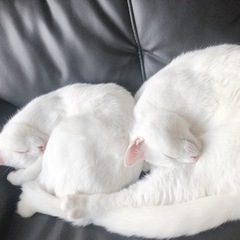 里親様募集しています - 猫