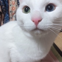 里親様募集しています