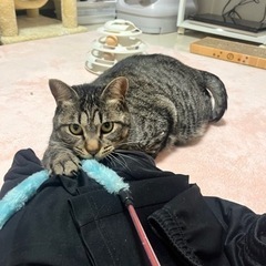 🐈‍⬛猫好きさんオフ会🐈‍⬛♡