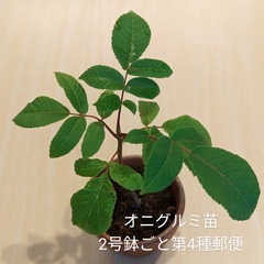 オニグルミ苗木小 PACK苗 鬼胡桃 くるみ