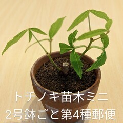 トチノキ苗木【レアミニ盆栽】PACK苗 栃