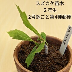 プラタナス【レアミニ盆栽】2年生PACK苗 鈴懸の木 スズカケノキ