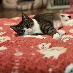 里親さん募集！サバ白ちゃんメス★3歳