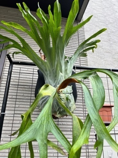 ビカクシダ　スパーバム　親株