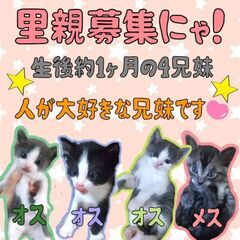 生後1ヶ月位　乳飲み子から育った元気いっぱい4兄妹【4/30(日...