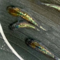 【メダカ】ユリシス（10匹）の画像