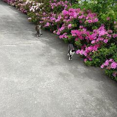 猫用ゲージ　不要な方お譲り頂けないでしょうか