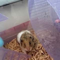 ハムスター　一歳
