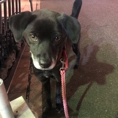おとなしいハウンド系の男の子 - 犬