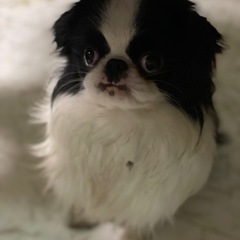 狆の男の子　お話中です。