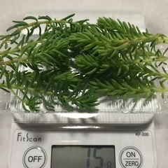 セダム　パリダム　15g