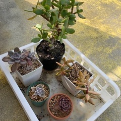 多肉植物