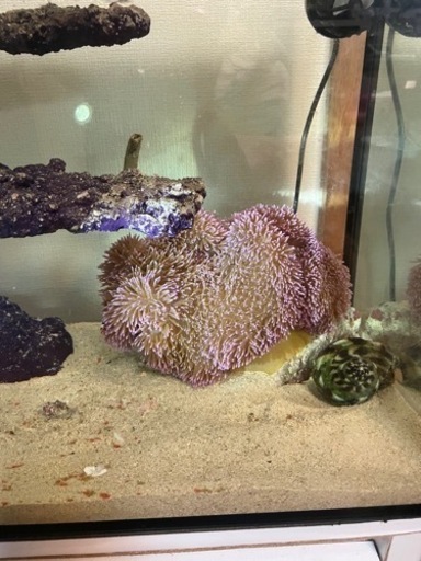 ハタゴイソギンチャク　パープル　紫　希少