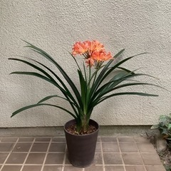 🌺君子蘭4(葉、花弁共に細い種類。2株入共に花つき)花が終わった...