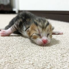 【生まれたて】イケメンくん