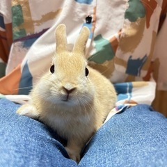 《沖縄》ネザーランドドワーフ 入荷しました!!