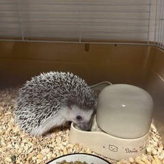 ハリネズミ