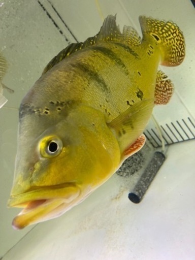 キクラ　熱帯魚