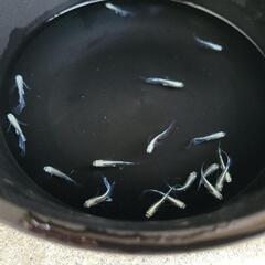 【市之助めだか】プラチナ幹之系リアルロングフィン6匹+おまけ　※メダカの画像