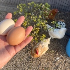 草刈りで捨てる雑草や野菜の外葉など、鶏（ニワトリ）や山羊（ヤギ）の餌になるものをください。 - 助け合い