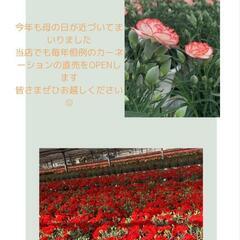 母の日カーネーション直売(給前園芸)